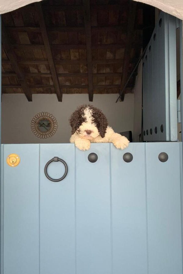 La Puerta Azul