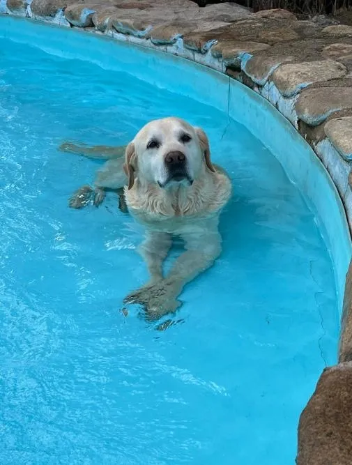 Trasto Labrador DEMVICK - Imagen 5